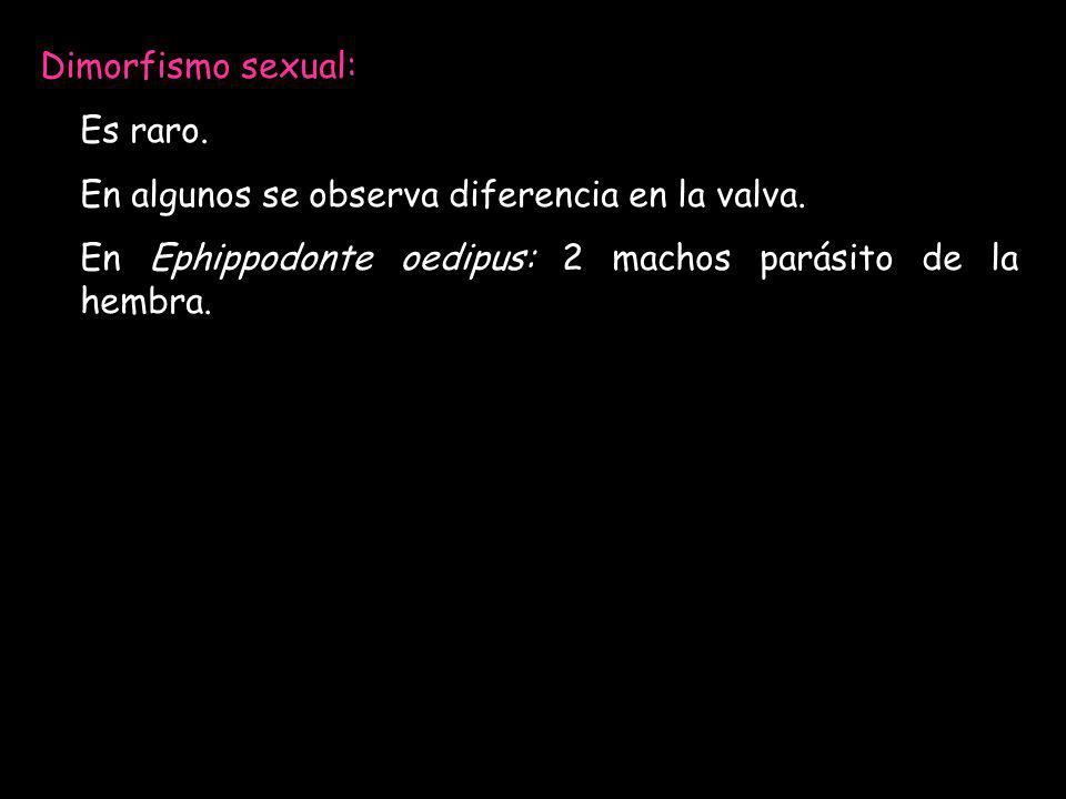 Dimorfismo sexual: Es raro. En algunos se observa diferencia en la valva.