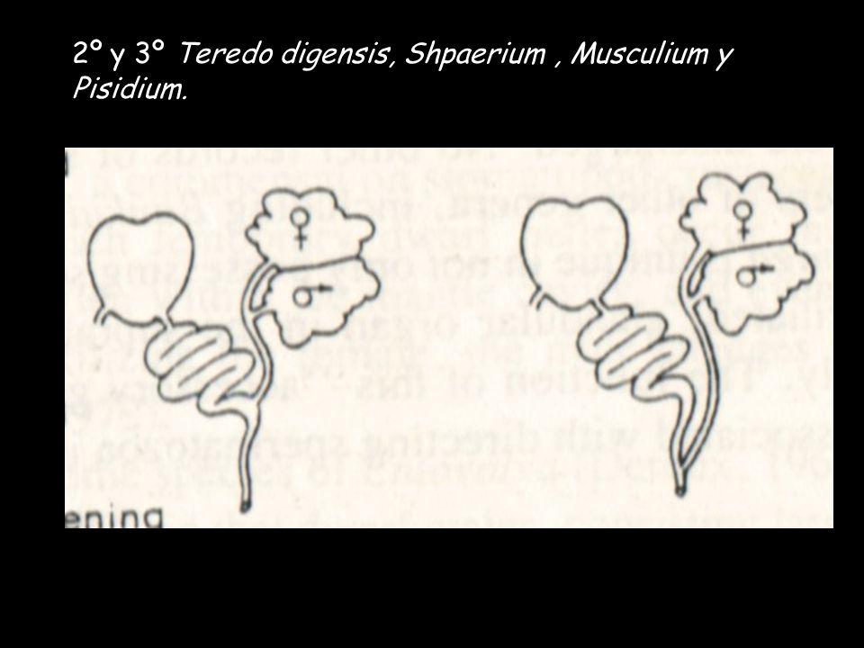 2º y 3º Teredo digensis, Shpaerium , Musculium y Pisidium.