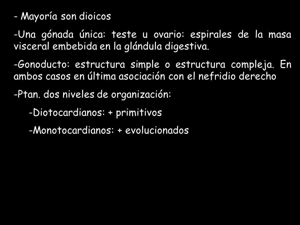 Mayoría son dioicos Una gónada única: teste u ovario: espirales de la masa visceral embebida en la glándula digestiva.