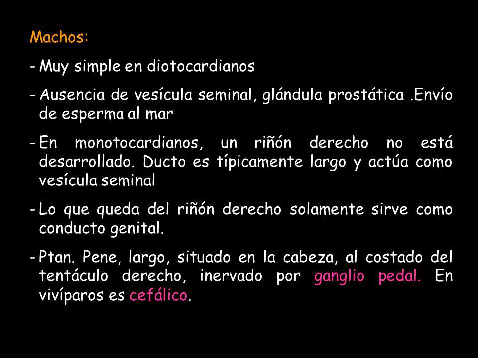 Machos: Muy simple en diotocardianos. Ausencia de vesícula seminal, glándula prostática .Envío de esperma al mar.
