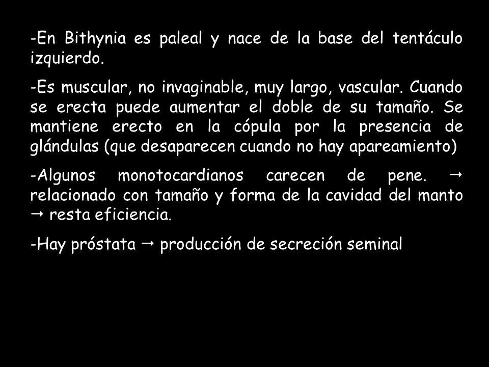 En Bithynia es paleal y nace de la base del tentáculo izquierdo.