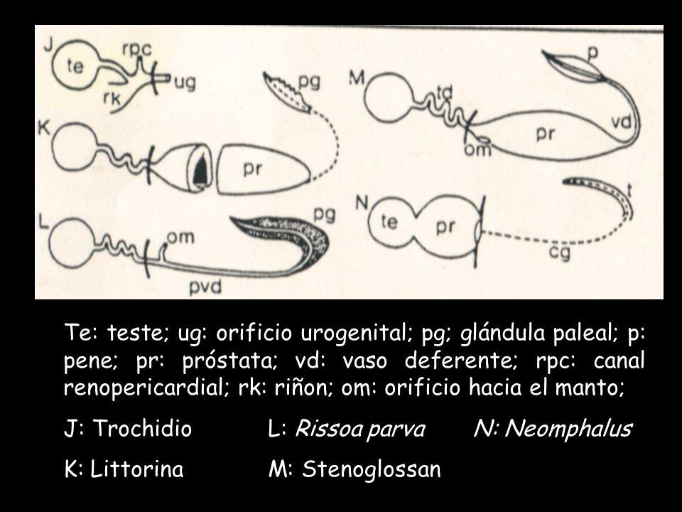Te: teste; ug: orificio urogenital; pg; glándula paleal; p: pene; pr: próstata; vd: vaso deferente; rpc: canal renopericardial; rk: riñon; om: orificio hacia el manto;