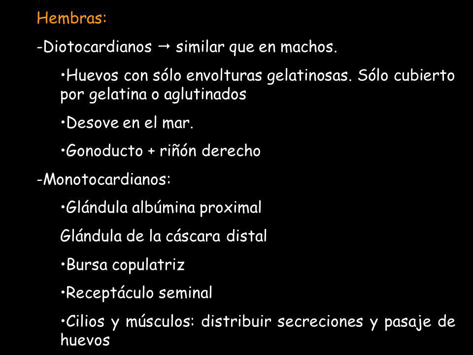 Hembras: Diotocardianos  similar que en machos. Huevos con sólo envolturas gelatinosas. Sólo cubierto por gelatina o aglutinados.