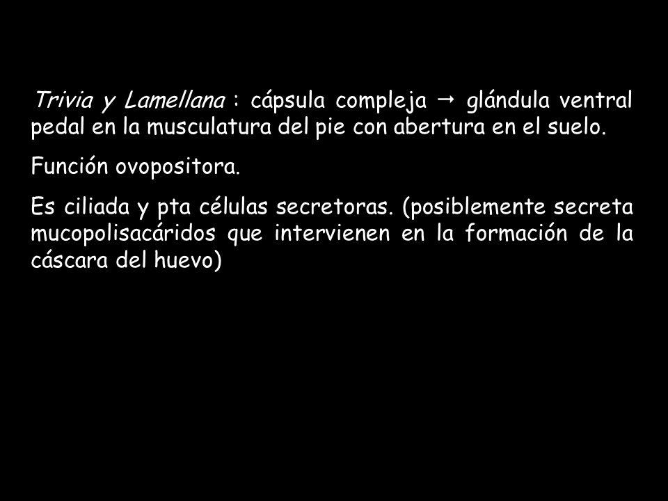 Trivia y Lamellana : cápsula compleja  glándula ventral pedal en la musculatura del pie con abertura en el suelo.