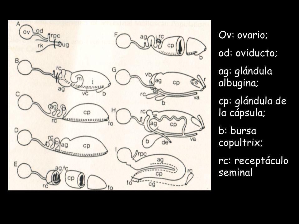 Ov: ovario; od: oviducto; ag: glándula albugina; cp: glándula de la cápsula; b: bursa copultrix;
