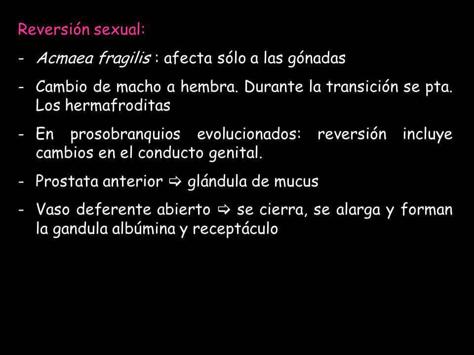 Reversión sexual: Acmaea fragilis : afecta sólo a las gónadas. Cambio de macho a hembra. Durante la transición se pta. Los hermafroditas.