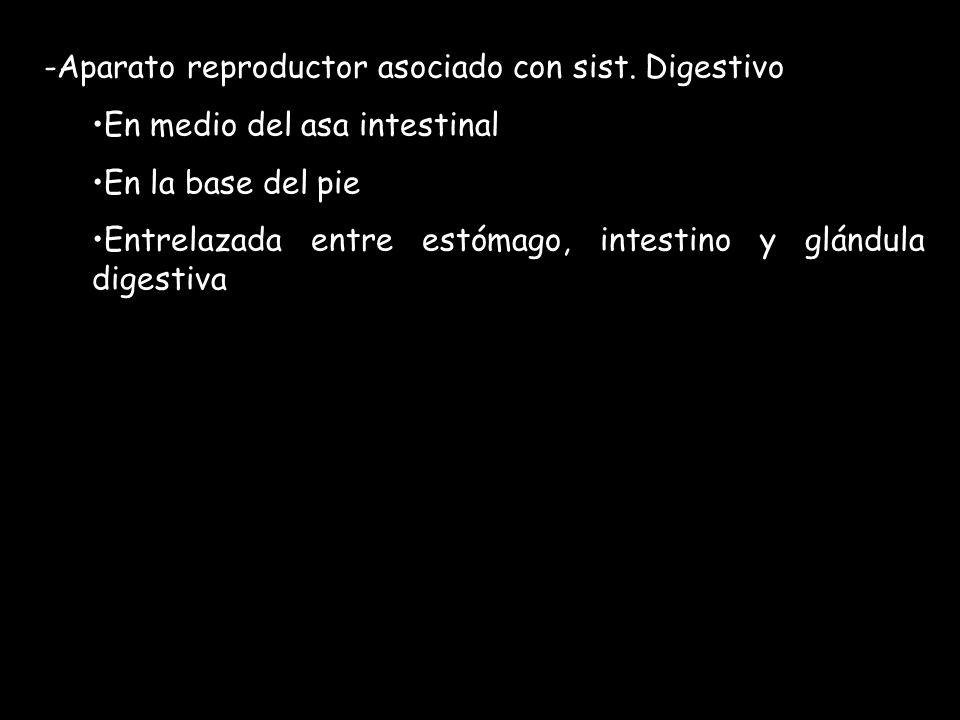 Aparato reproductor asociado con sist. Digestivo