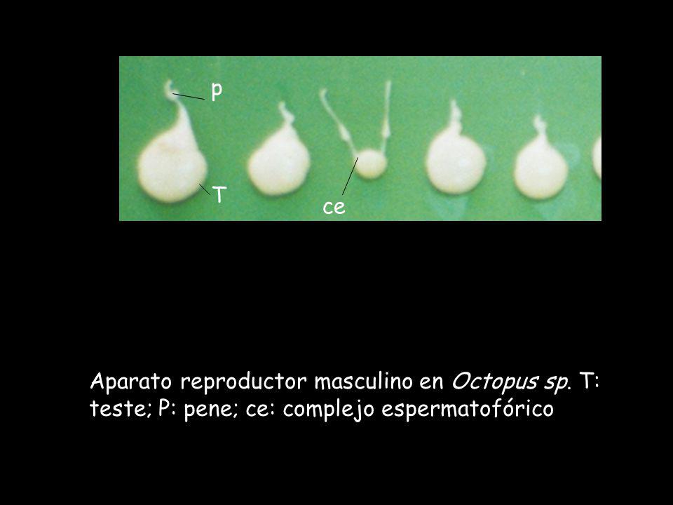 p T ce Aparato reproductor masculino en Octopus sp. T: teste; P: pene; ce: complejo espermatofórico