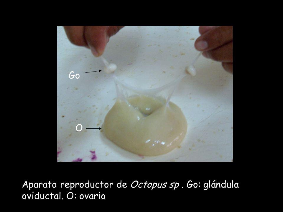 Go O Aparato reproductor de Octopus sp . Go: glándula oviductal. O: ovario