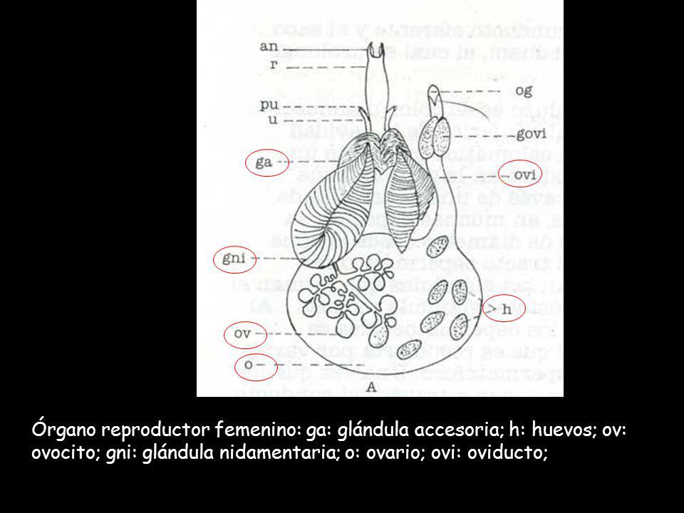 Órgano reproductor femenino: ga: glándula accesoria; h: huevos; ov: ovocito; gni: glándula nidamentaria; o: ovario; ovi: oviducto;