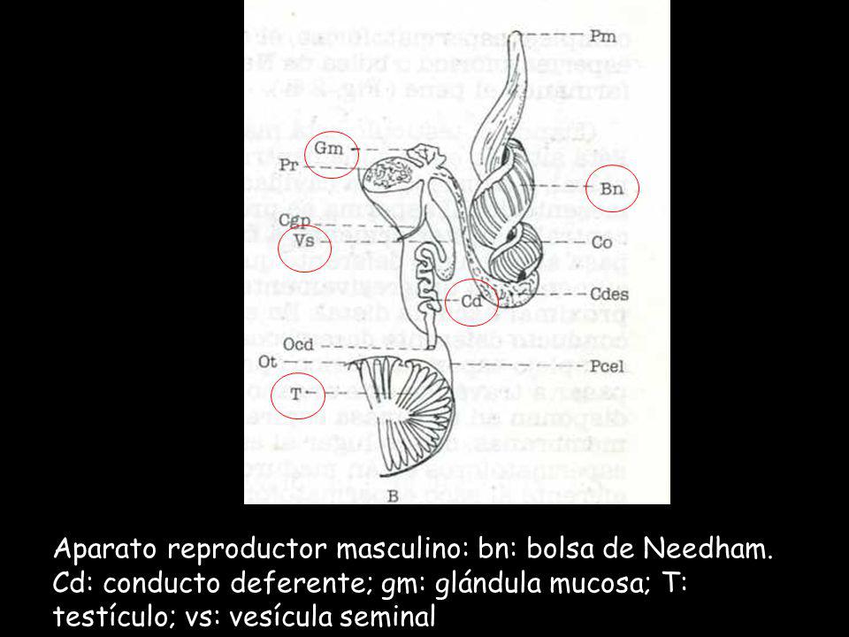 Aparato reproductor masculino: bn: bolsa de Needham
