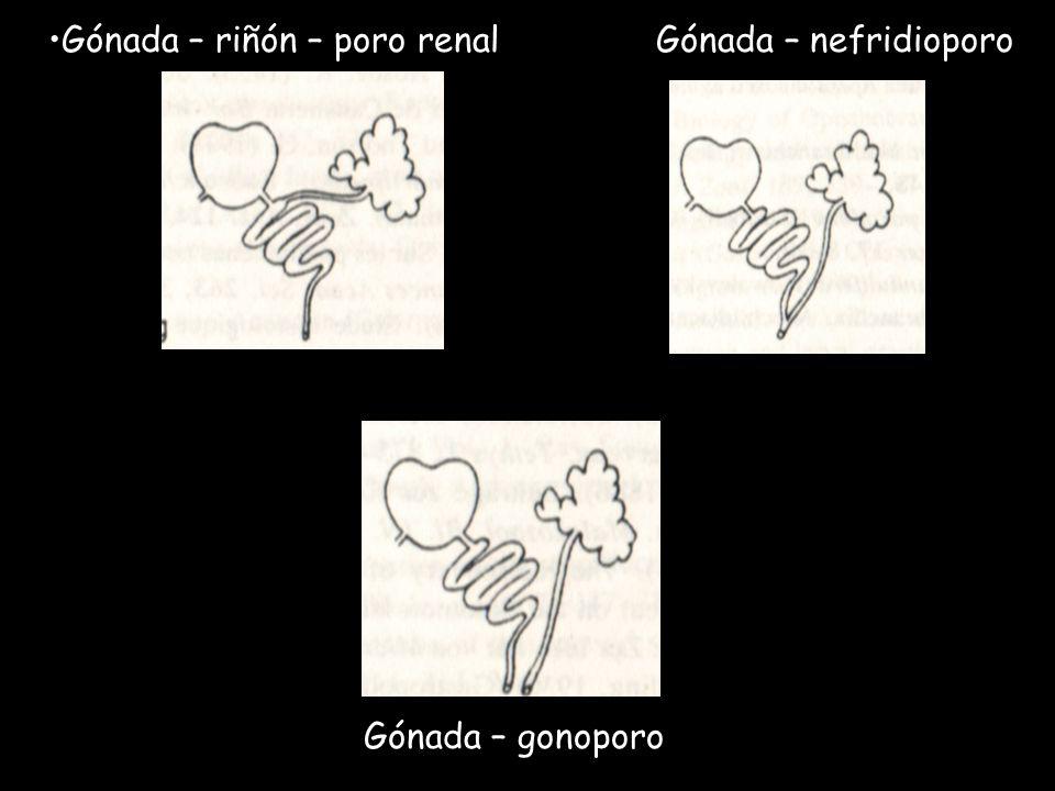 Gónada – riñón – poro renal Gónada – nefridioporo