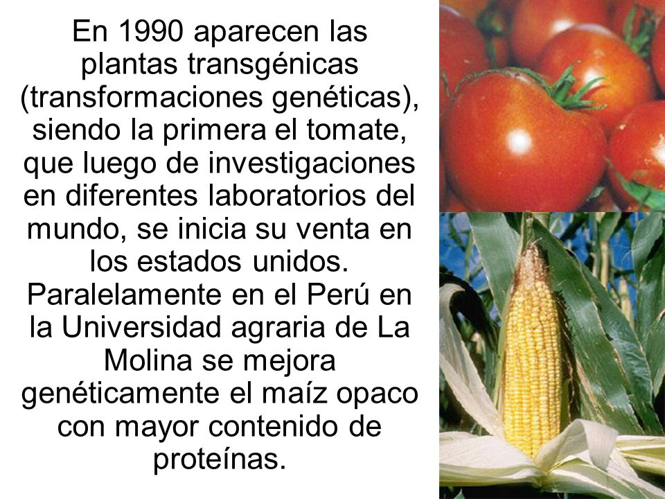 En 1990 aparecen las plantas transgénicas (transformaciones genéticas), siendo la primera el tomate, que luego de investigaciones en diferentes laboratorios del mundo, se inicia su venta en los estados unidos.