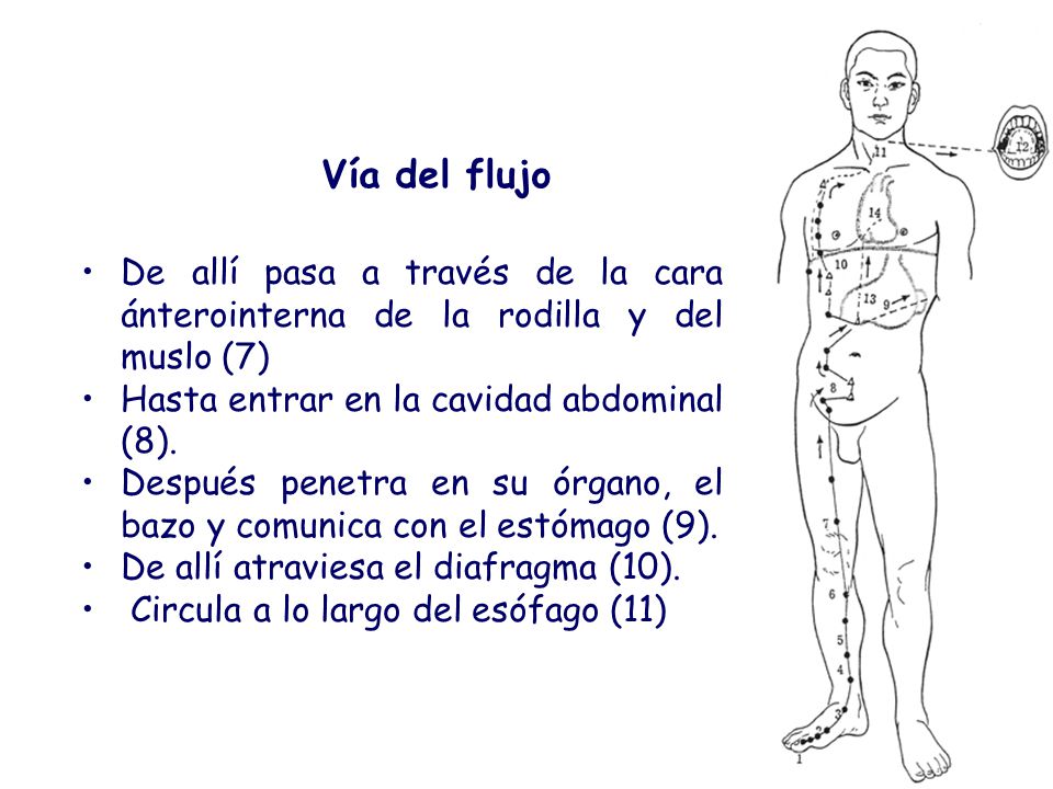 Vía del flujo De allí pasa a través de la cara ánterointerna de la rodilla y del muslo (7) Hasta entrar en la cavidad abdominal (8).