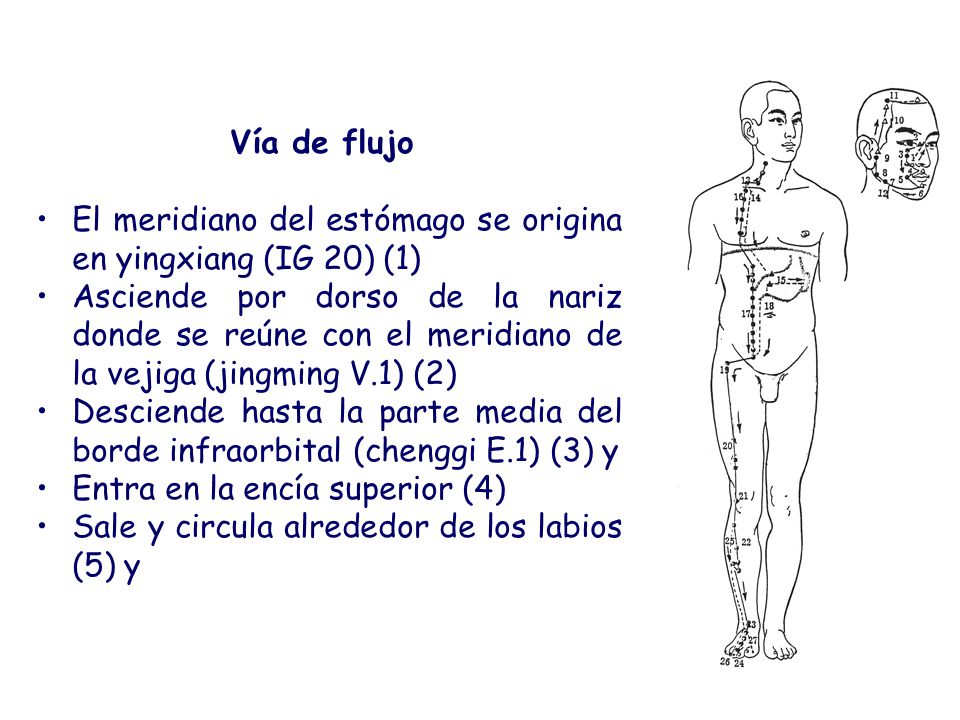 Vía de flujo El meridiano del estómago se origina en yingxiang (IG 20) (1)