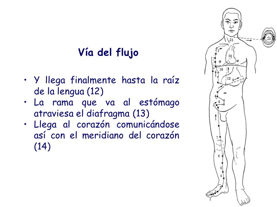 Vía del flujo Y llega finalmente hasta la raíz de la lengua (12)