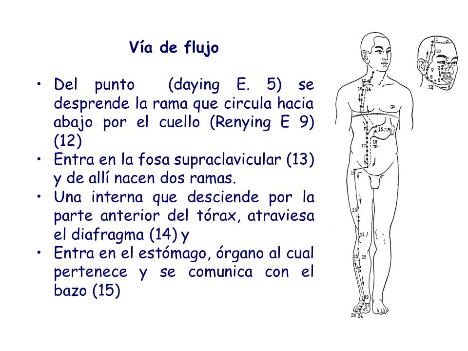 Vía de flujo Del punto (daying E. 5) se desprende la rama que circula hacia abajo por el cuello (Renying E 9) (12)