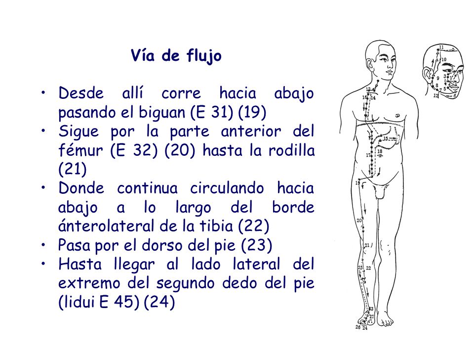 Vía de flujo Desde allí corre hacia abajo pasando el biguan (E 31) (19) Sigue por la parte anterior del fémur (E 32) (20) hasta la rodilla (21)