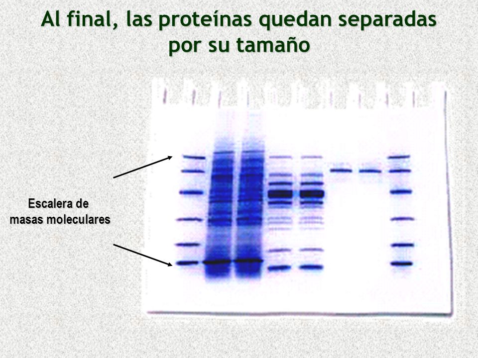 Al final, las proteínas quedan separadas por su tamaño