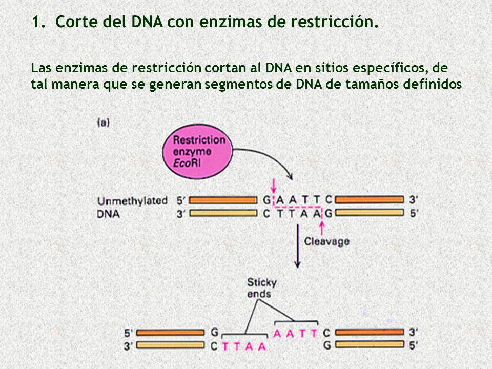 Corte del DNA con enzimas de restricción.