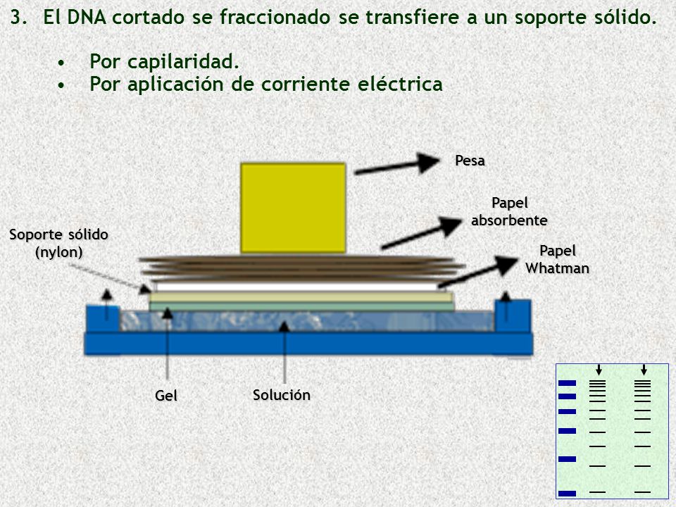 El DNA cortado se fraccionado se transfiere a un soporte sólido.