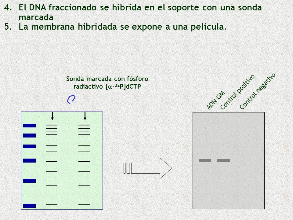 Sonda marcada con fósforo radiactivo [a-32P]dCTP