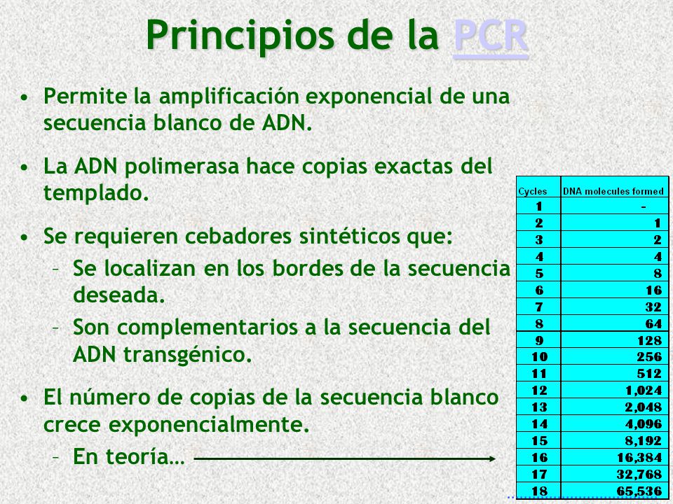Principios de la PCR Permite la amplificación exponencial de una secuencia blanco de ADN. La ADN polimerasa hace copias exactas del templado.