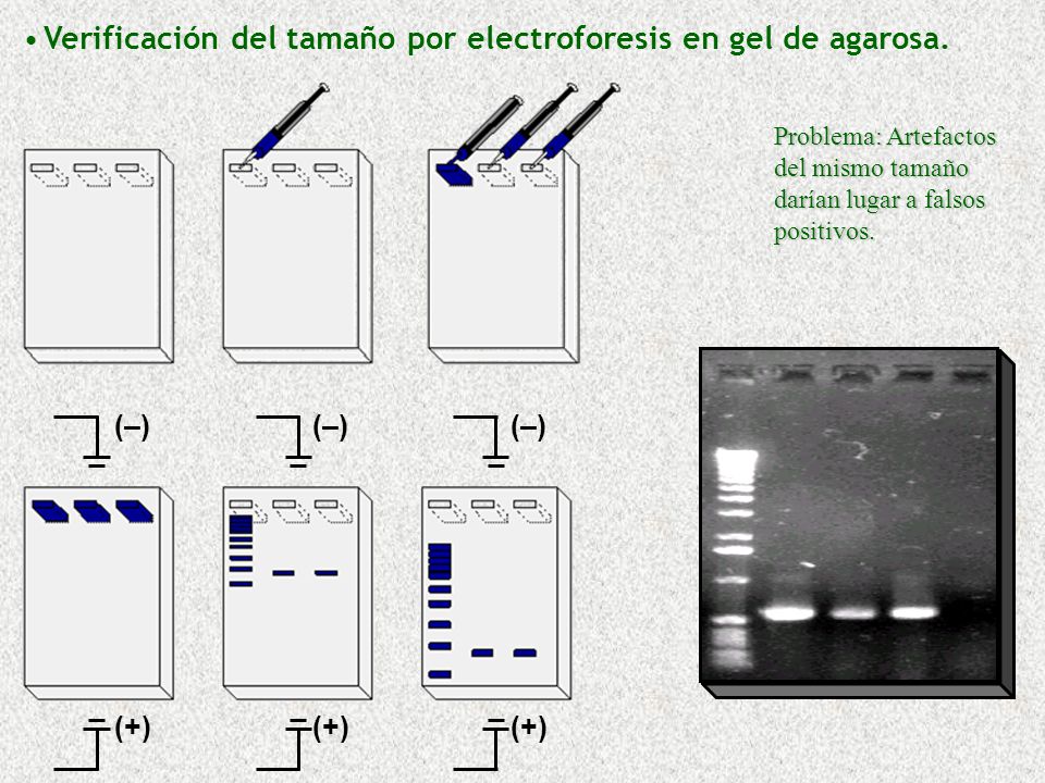 Verificación del tamaño por electroforesis en gel de agarosa.