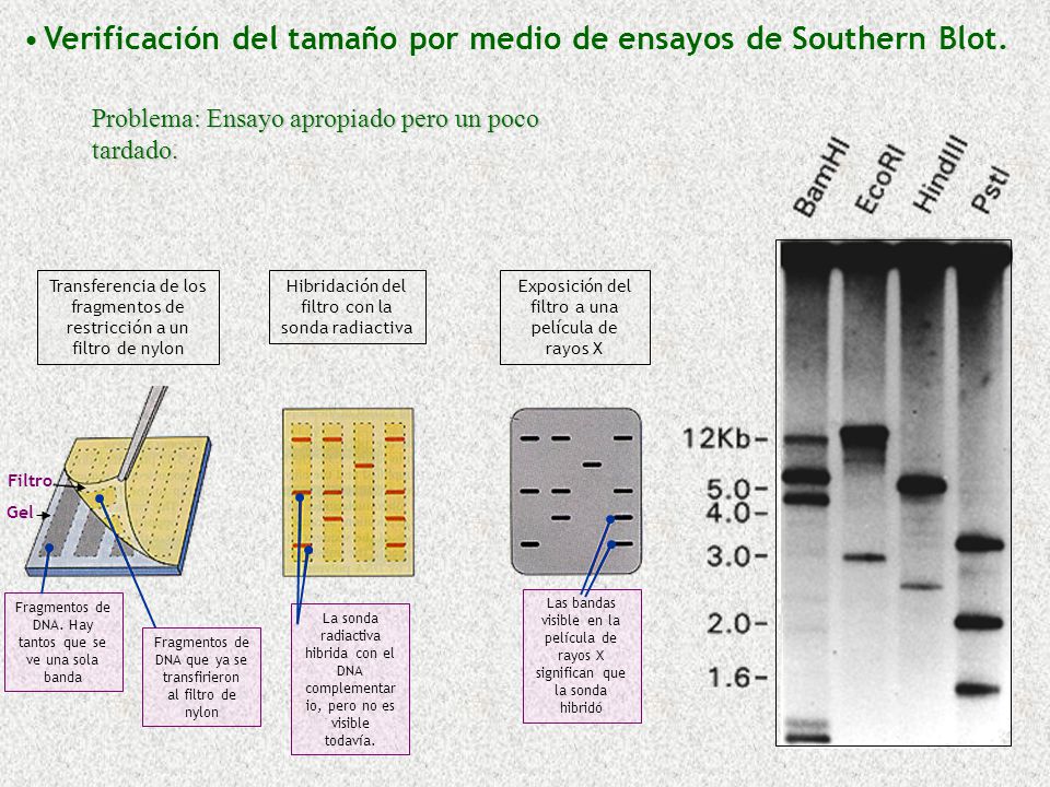 Verificación del tamaño por medio de ensayos de Southern Blot.