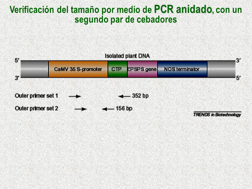 Verificación del tamaño por medio de PCR anidado, con un segundo par de cebadores