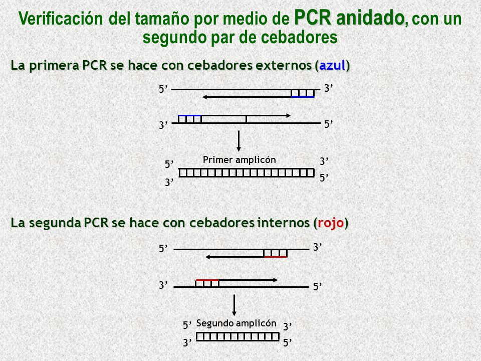 Verificación del tamaño por medio de PCR anidado, con un segundo par de cebadores