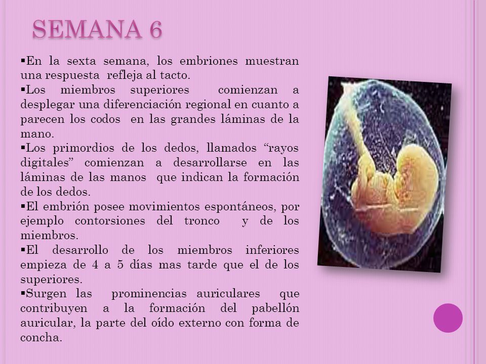 SEMANA 6 En la sexta semana, los embriones muestran una respuesta refleja al tacto.