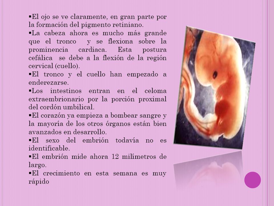El ojo se ve claramente, en gran parte por la formación del pigmento retiniano.