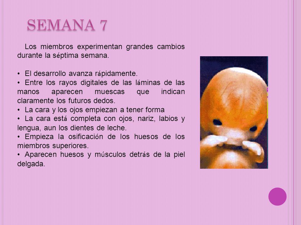 SEMANA 7 Los miembros experimentan grandes cambios durante la séptima semana. El desarrollo avanza rápidamente.