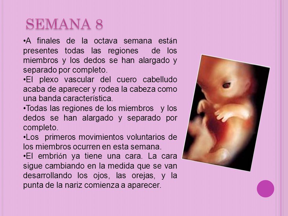 SEMANA 8 A finales de la octava semana están presentes todas las regiones de los miembros y los dedos se han alargado y separado por completo.