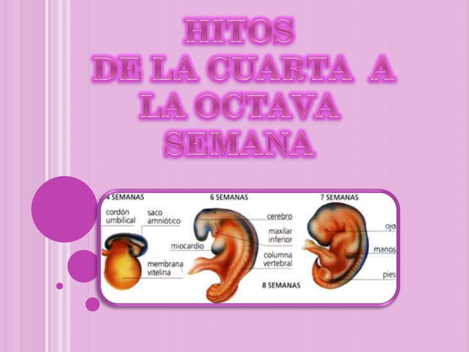 HITOS DE LA CUARTA A LA OCTAVA SEMANA