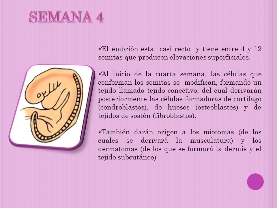 SEMANA 4 El embrión esta casi recto y tiene entre 4 y 12 somitas que producen elevaciones superficiales.