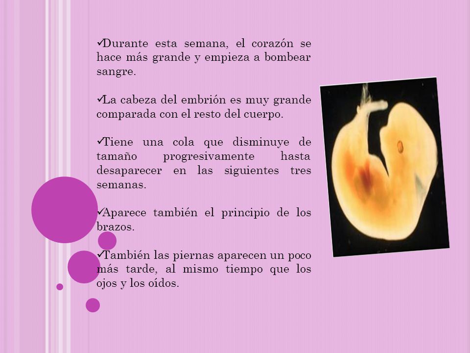 Durante esta semana, el corazón se hace más grande y empieza a bombear sangre.