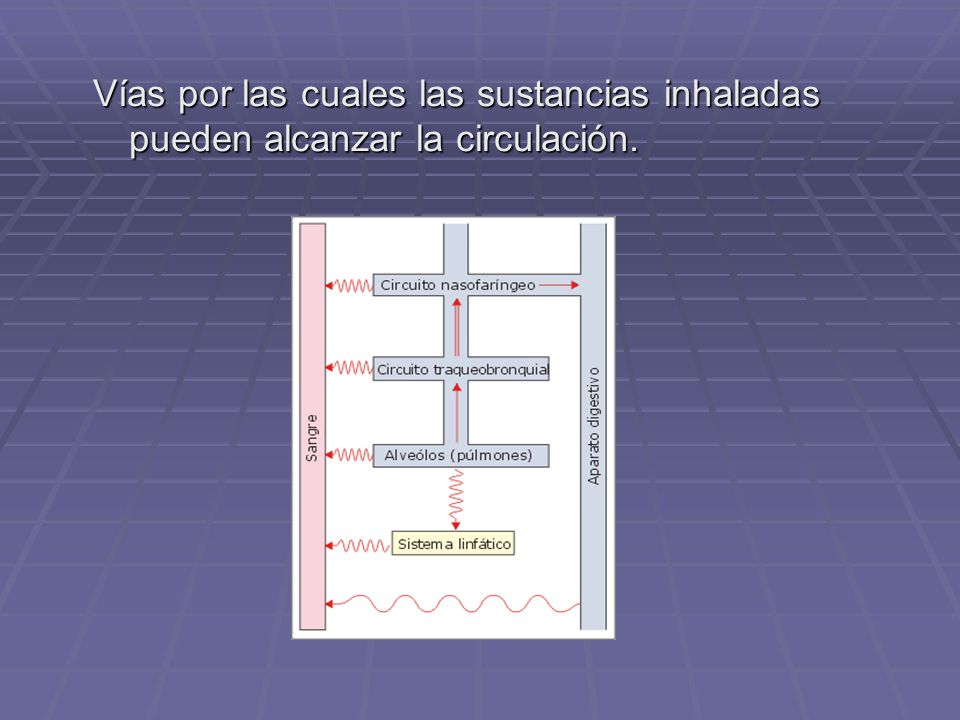 Vías por las cuales las sustancias inhaladas pueden alcanzar la circulación.
