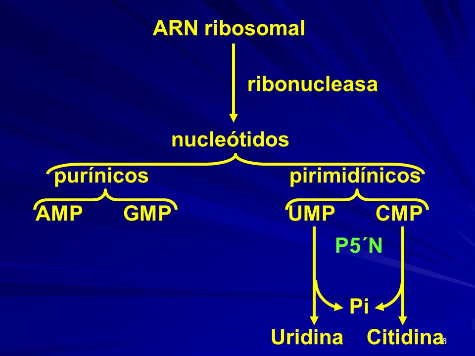 ARN ribosomal ribonucleasa. nucleótidos. purínicos pirimidínicos. AMP GMP UMP CMP.