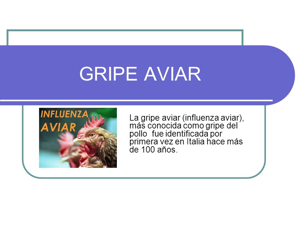 GRIPE AVIAR La gripe aviar (influenza aviar), más conocida como gripe del pollo fue identificada por primera vez en Italia hace más de 100 años.