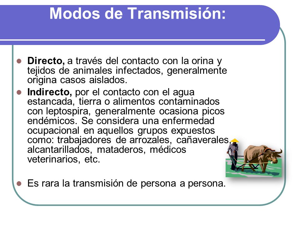 Modos de Transmisión: Directo, a través del contacto con la orina y tejidos de animales infectados, generalmente origina casos aislados.