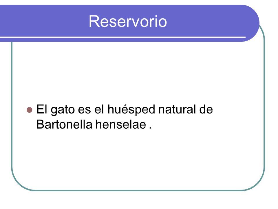 Reservorio El gato es el huésped natural de Bartonella henselae .
