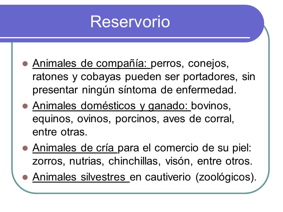 Reservorio Animales de compañía: perros, conejos, ratones y cobayas pueden ser portadores, sin presentar ningún síntoma de enfermedad.