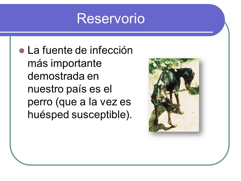 Reservorio La fuente de infección más importante demostrada en nuestro país es el perro (que a la vez es huésped susceptible).