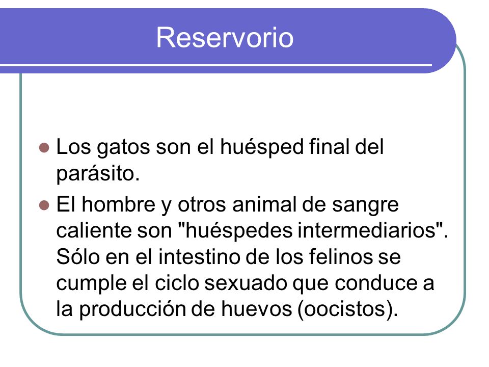 Reservorio Los gatos son el huésped final del parásito.
