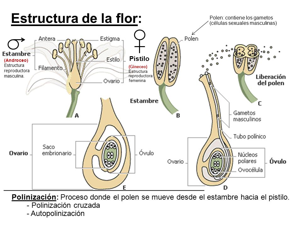Estructura de la flor: Polen: contiene los gametos (células sexuales masculinas) Pistilo. (Androceo) Estructura reproductora masculina.
