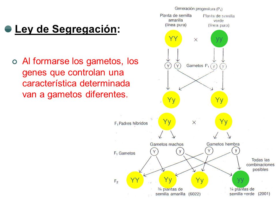Ley de Segregación: YY. yy. Al formarse los gametos, los genes que controlan una característica determinada van a gametos diferentes.