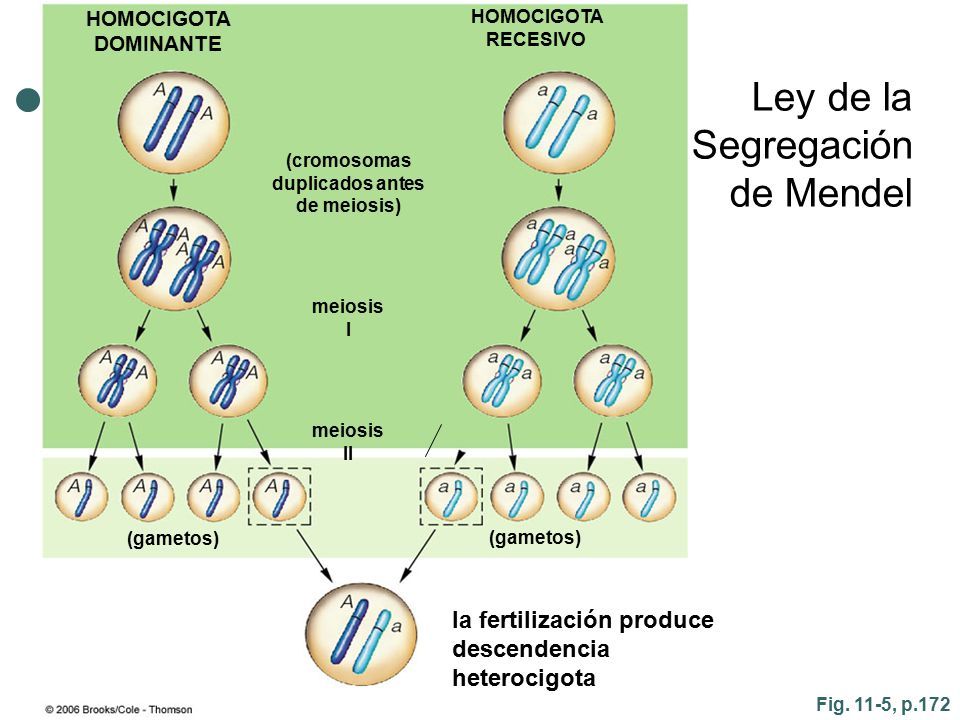 (cromosomas duplicados antes de meiosis)