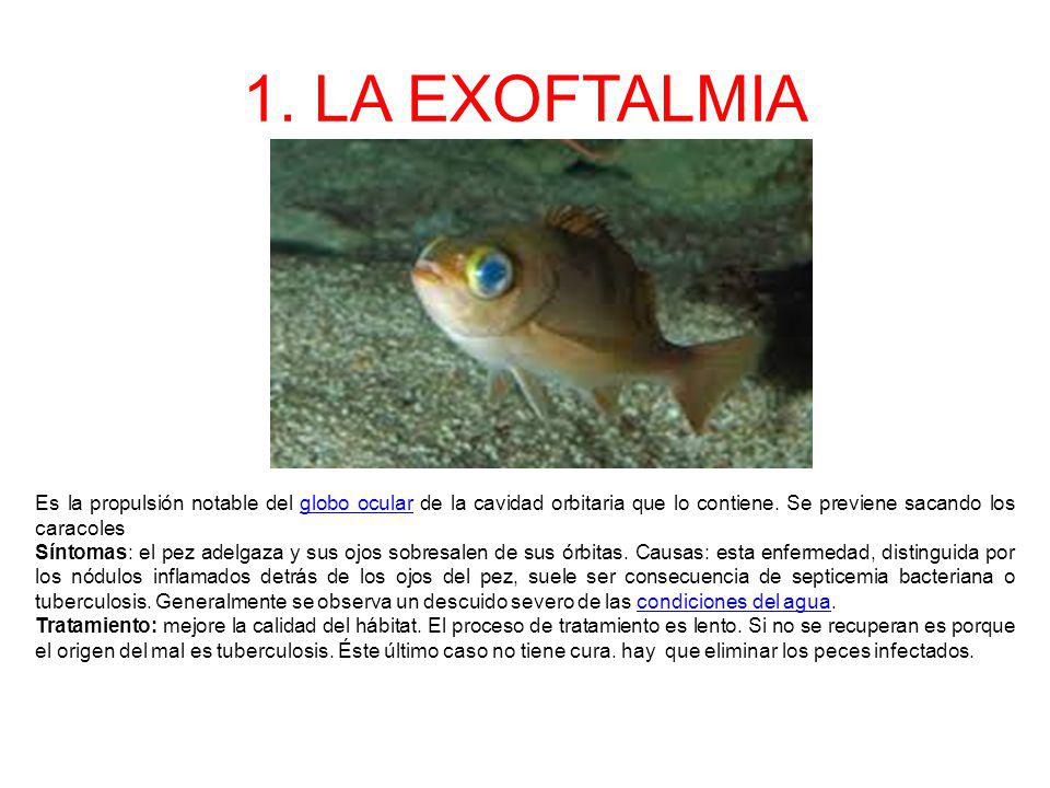 1. LA EXOFTALMIA Es la propulsión notable del globo ocular de la cavidad orbitaria que lo contiene. Se previene sacando los caracoles.
